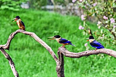 国产肉鸽卡牌游戏《咒语回声》正式上线