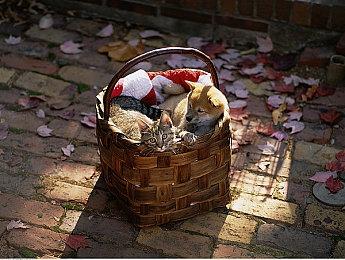 《Fate＆stay night 高清復刻版》Steam页面 8月8日发售